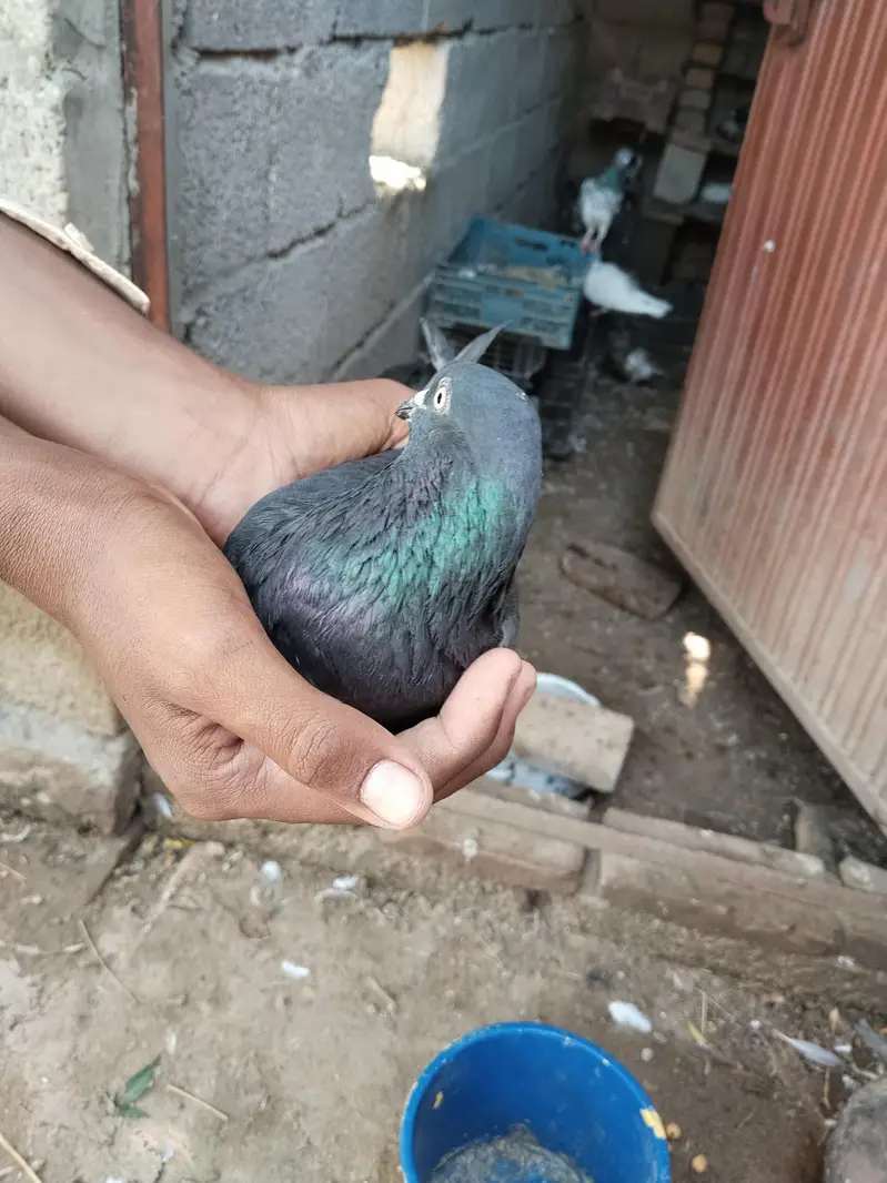 joron wale kabotar han 8 se 10 pees han zak ka alag rate ha — photo 4