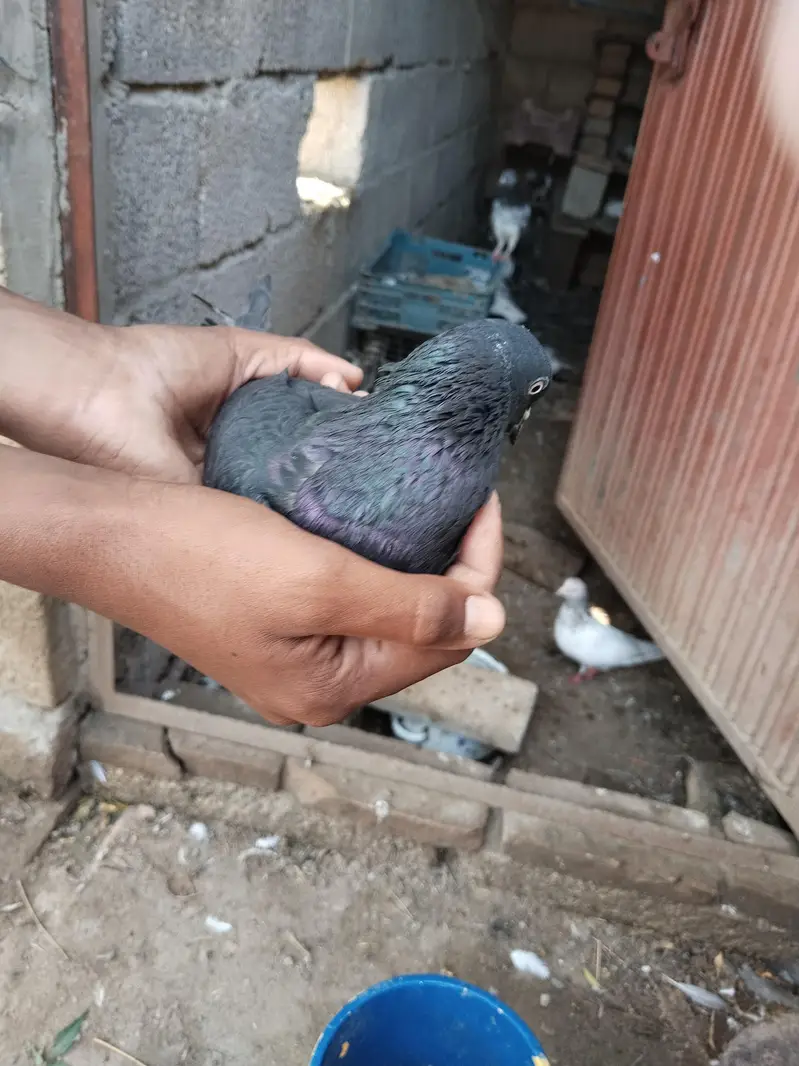 joron wale kabotar han 8 se 10 pees han zak ka alag rate ha — photo 5