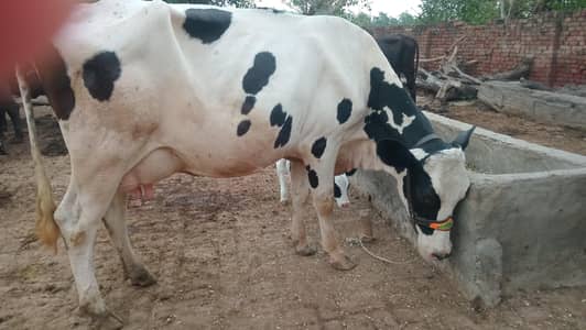 Pure Guaranted Buffallow and Cow Milk