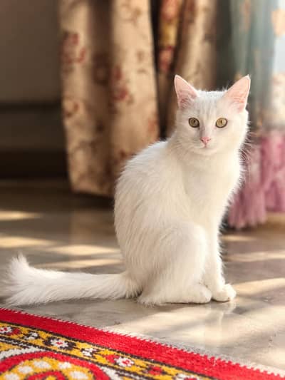 Beautiful Persian pure white fluffy coat cat