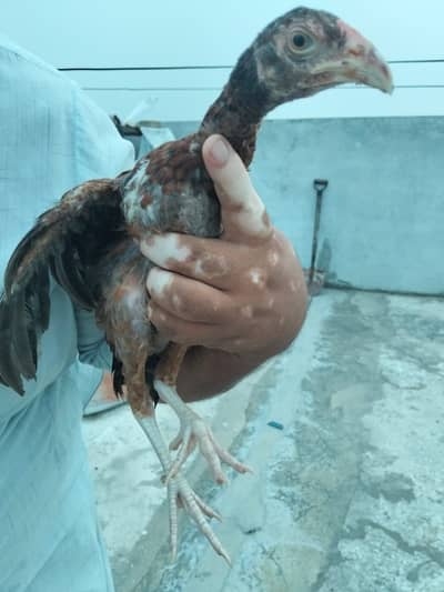  Lakhha Chicks Pair for Sale  Home Breed