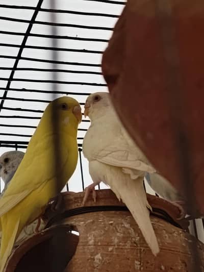 4 Pair of king size budgie Breeder Gurantee With Cage and Doli