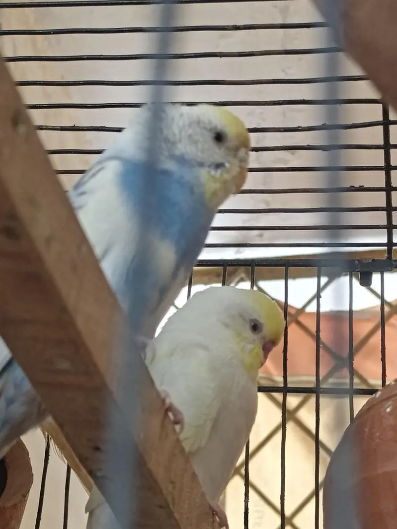4 Pair of king size budgie Breeder Gurantee With Cage and Doli — photo 2