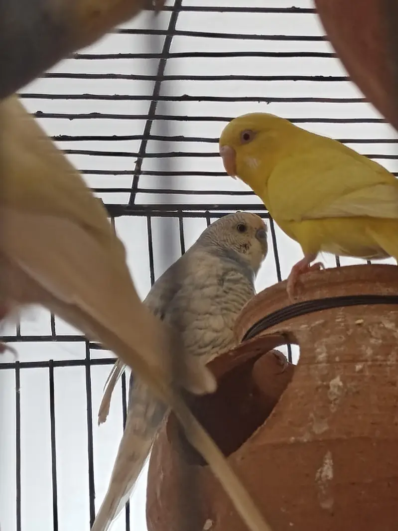 4 Pair of king size budgie Breeder Gurantee With Cage and Doli — photo 3