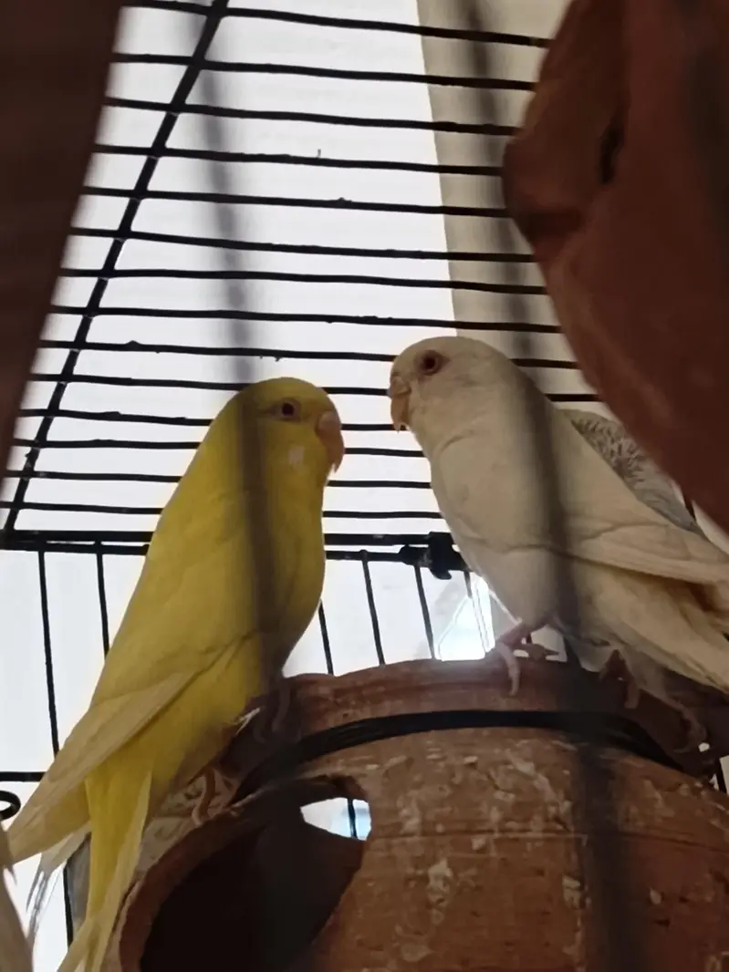 4 Pair of king size budgie Breeder Gurantee With Cage and Doli — photo 4