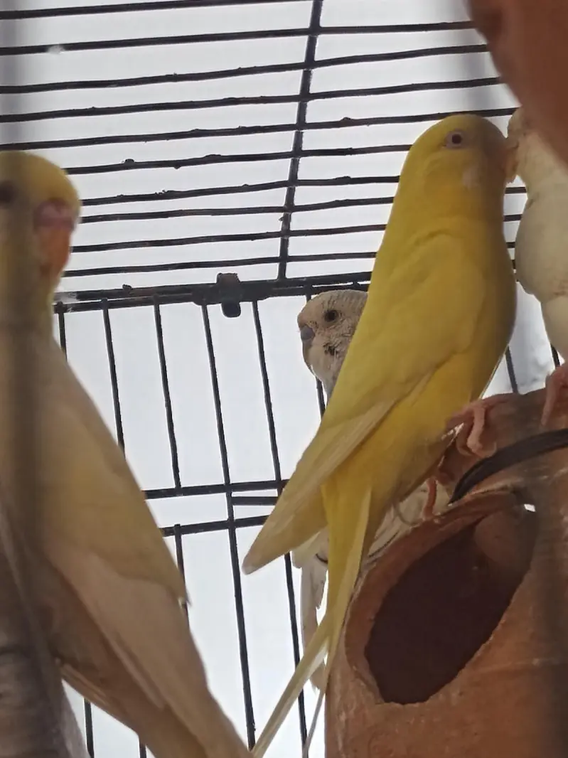 4 Pair of king size budgie Breeder Gurantee With Cage and Doli — photo 5