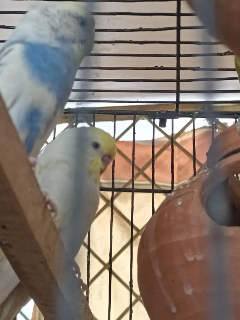 4 Pair of king size budgie Breeder Gurantee With Cage and Doli — photo 6