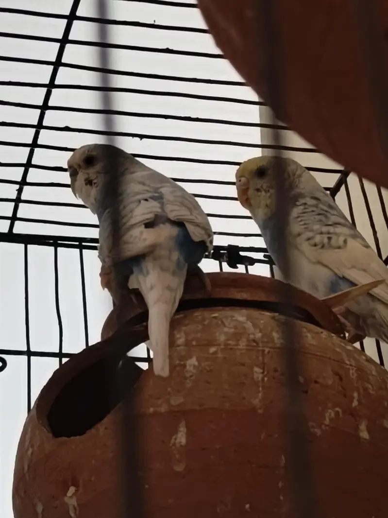4 Pair of king size budgie Breeder Gurantee With Cage and Doli — photo 7