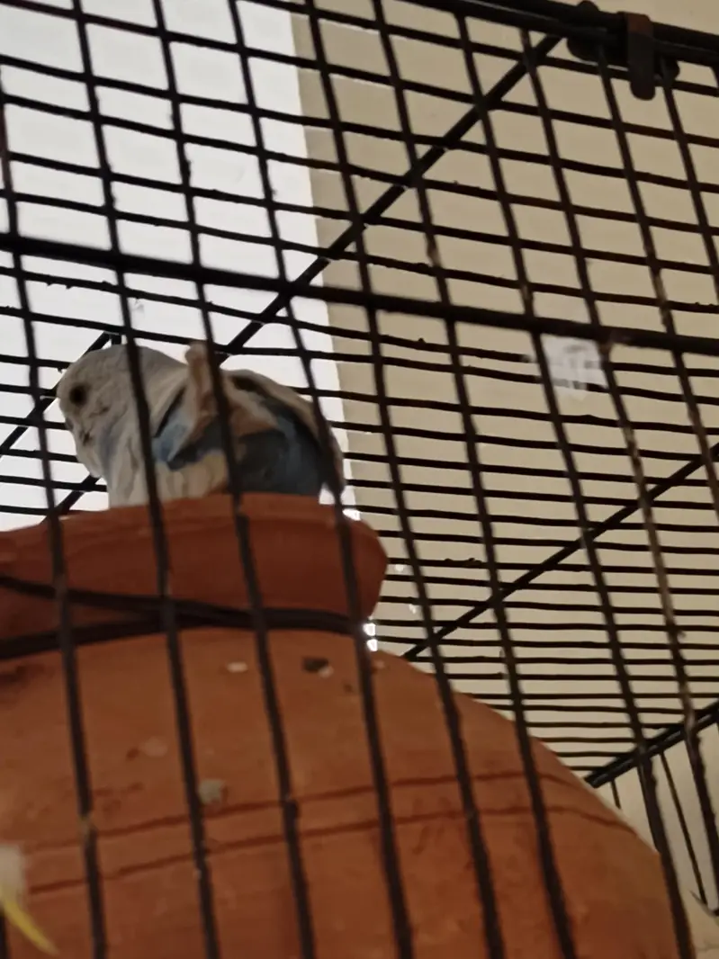4 Pair of king size budgie Breeder Gurantee With Cage and Doli — photo 8