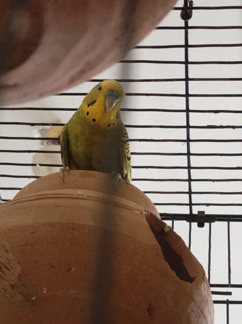 4 Pair of king size budgie Breeder Gurantee With Cage and Doli — photo 9