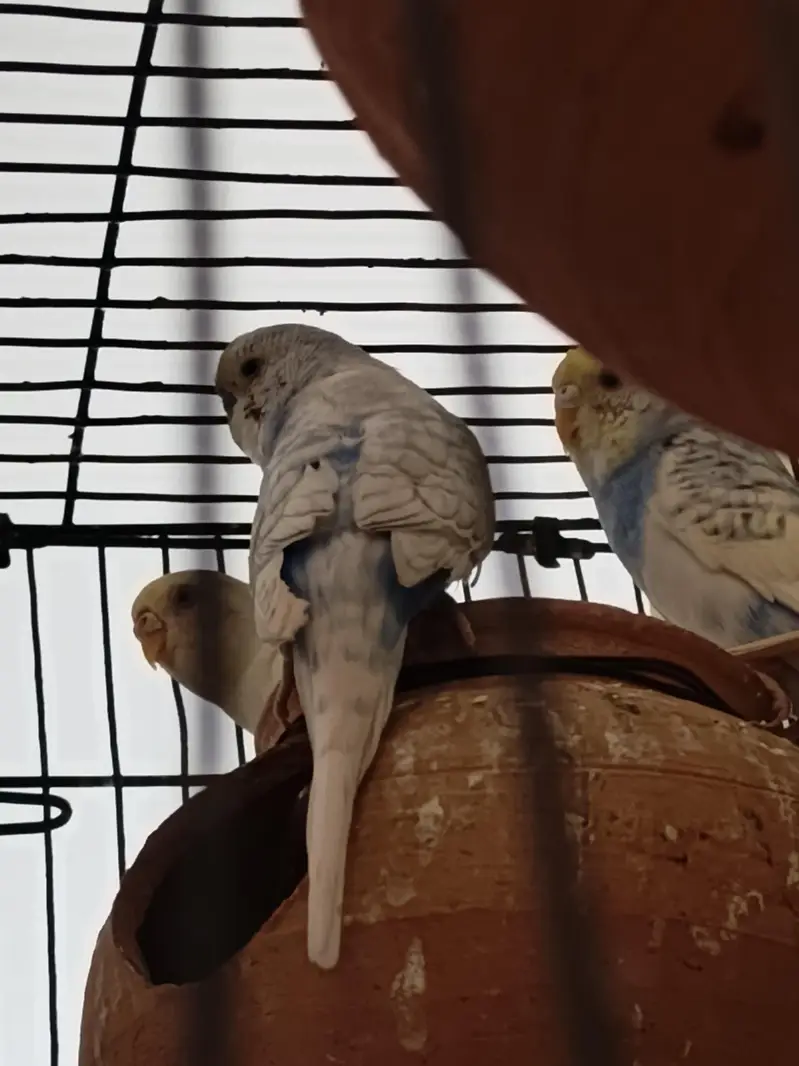 4 Pair of king size budgie Breeder Gurantee With Cage and Doli — photo 10
