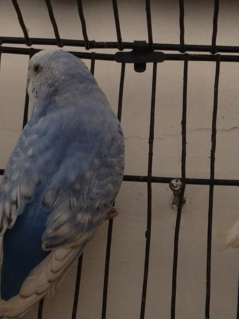 4 Pair of king size budgie Breeder Gurantee With Cage and Doli — photo 11