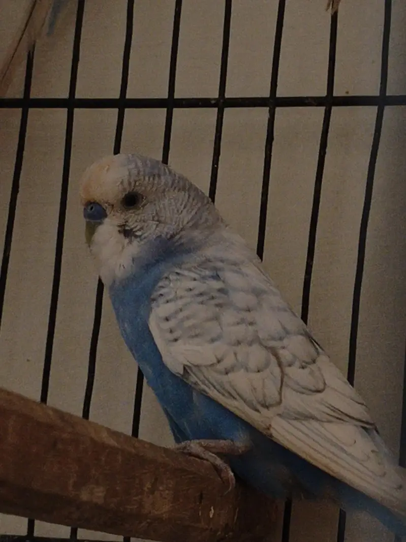 4 Pair of king size budgie Breeder Gurantee With Cage and Doli — photo 12