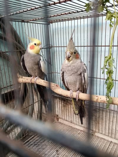 grey Coctail breeder pair
