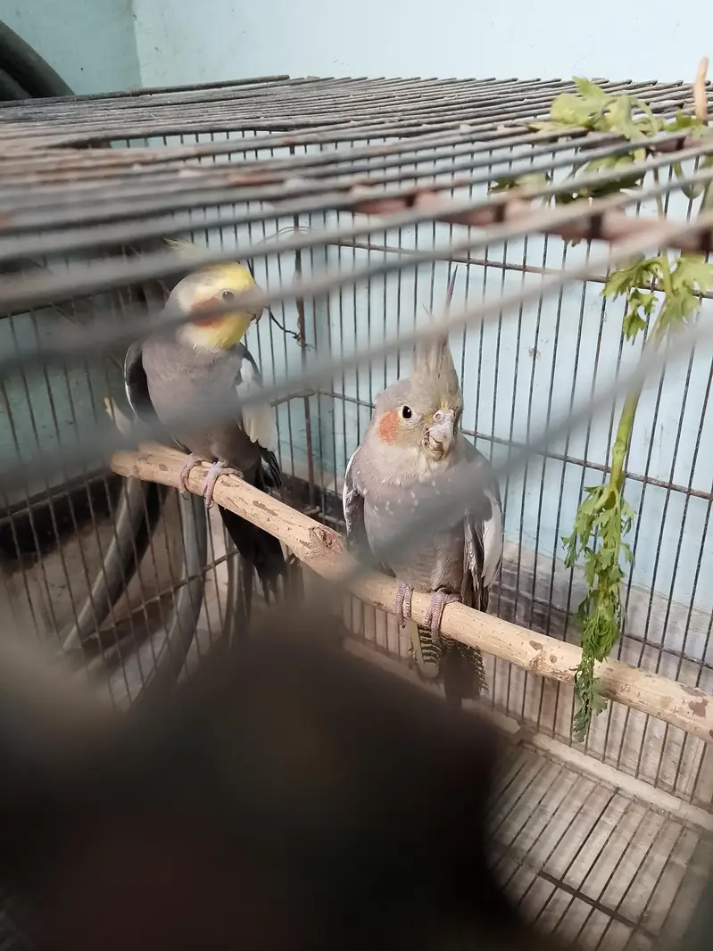 grey Coctail breeder pair — photo 2