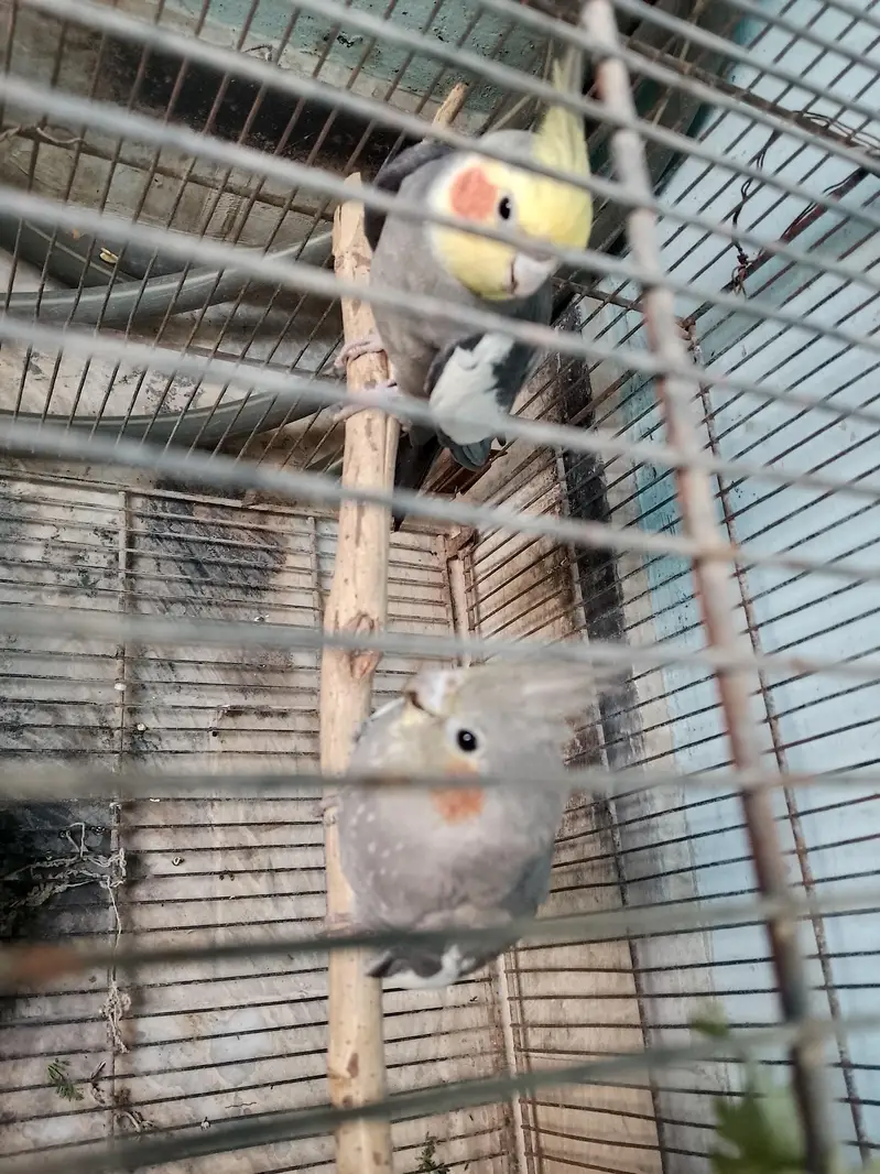grey Coctail breeder pair — photo 3