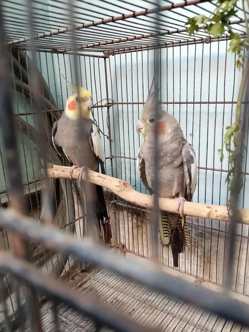 grey Coctail breeder pair — photo 4