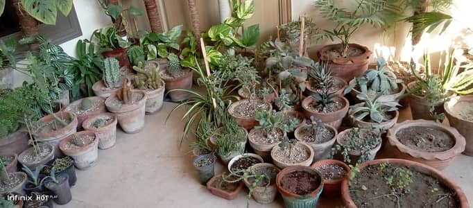 Plants for Sale