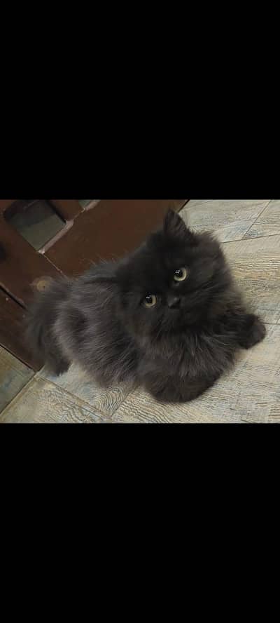 Cats Up for Adoption