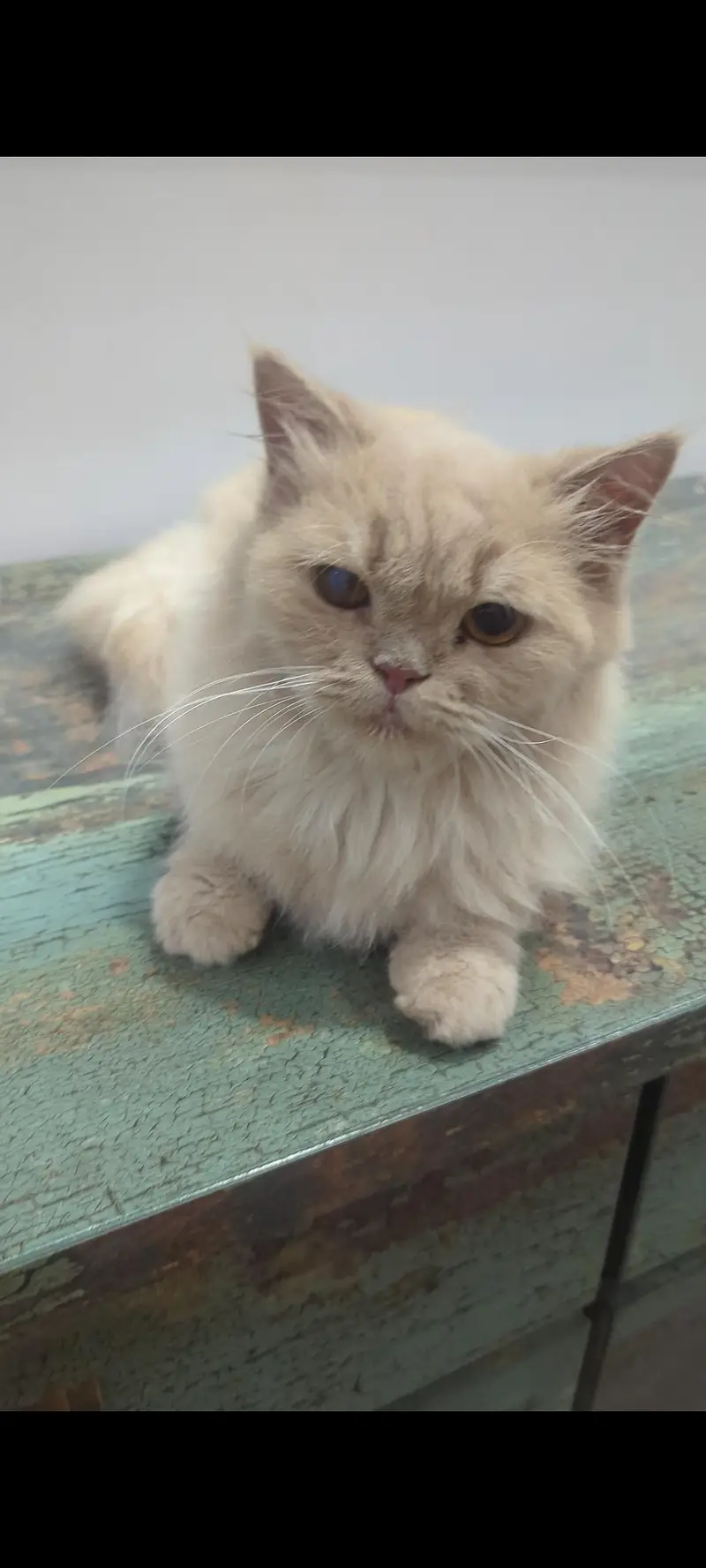 Cats Up for Adoption — photo 2