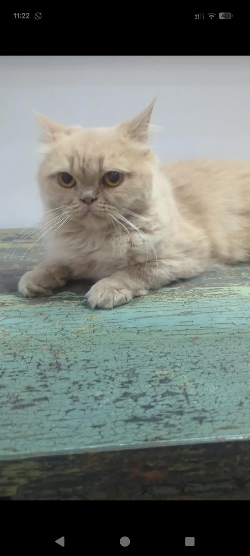Cats Up for Adoption — photo 3
