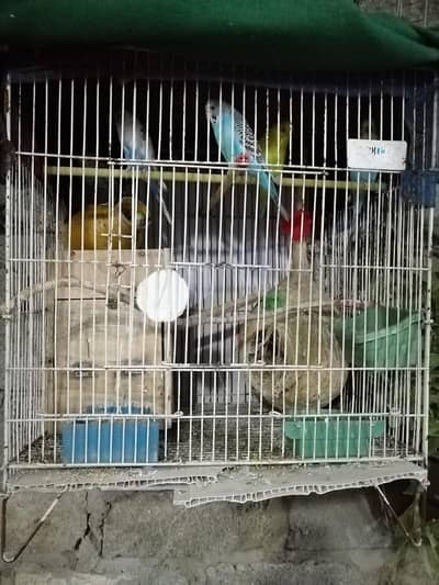 Budgies and Cocktail