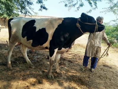 bull for sale: Friesian cross breeder bull