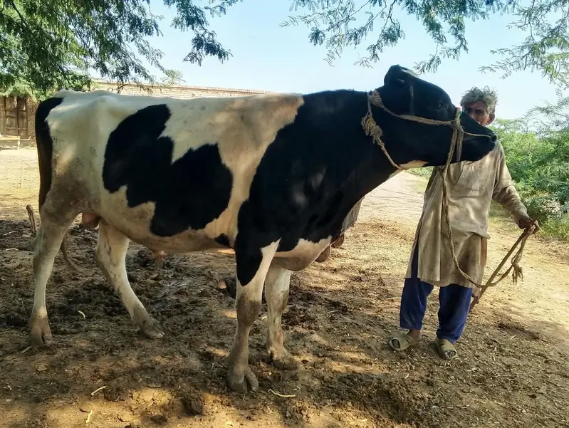 bull for sale: Friesian cross breeder bull — photo 2