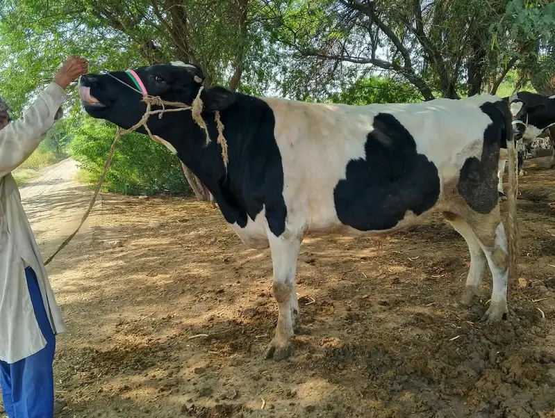bull for sale: Friesian cross breeder bull — photo 3