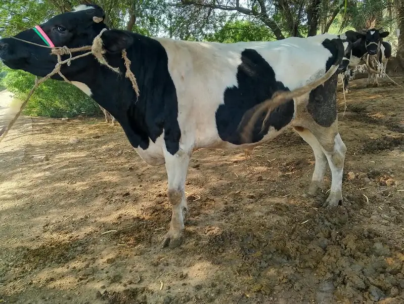 bull for sale: Friesian cross breeder bull — photo 4