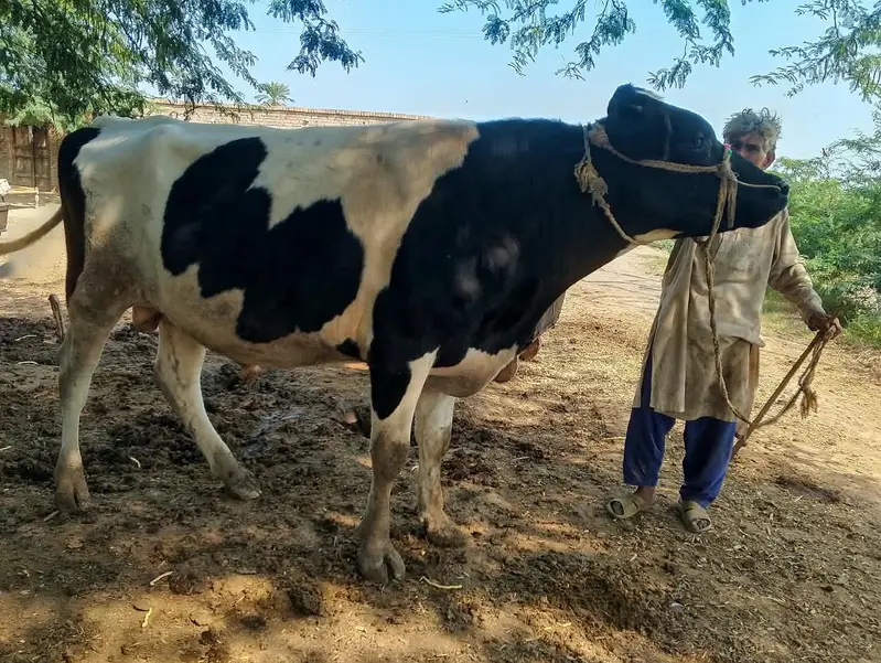 bull for sale: Friesian cross breeder bull — photo 5