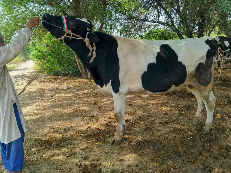 bull for sale: Friesian cross breeder bull — photo 6