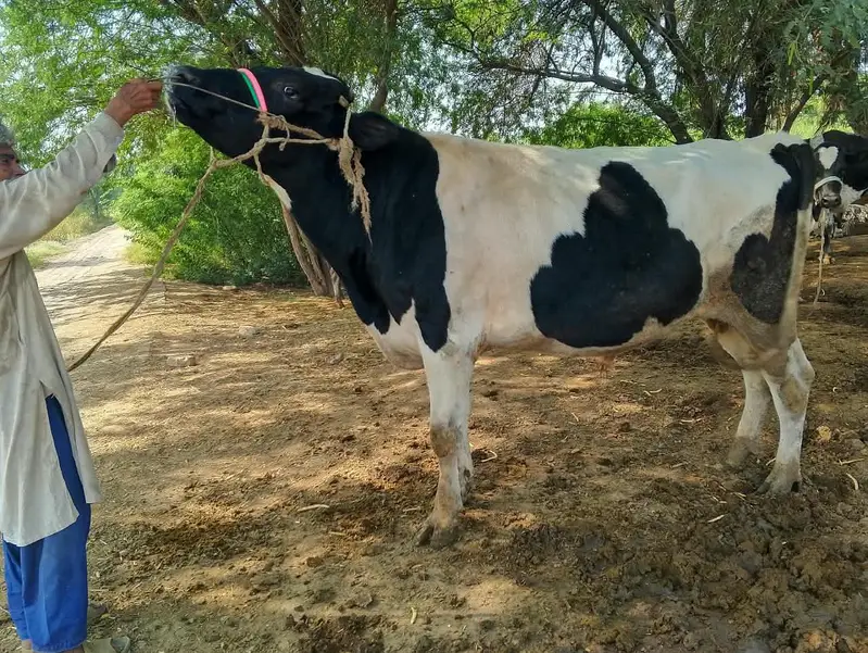 bull for sale: Friesian cross breeder bull — photo 7