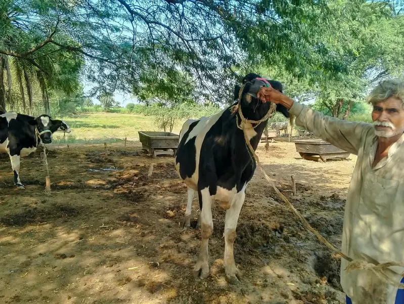 bull for sale: Friesian cross breeder bull — photo 8