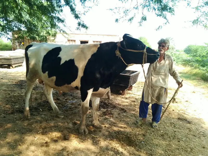 bull for sale: Friesian cross breeder bull — photo 10