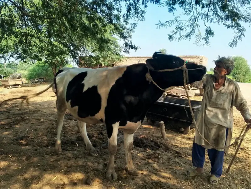 bull for sale: Friesian cross breeder bull — photo 11