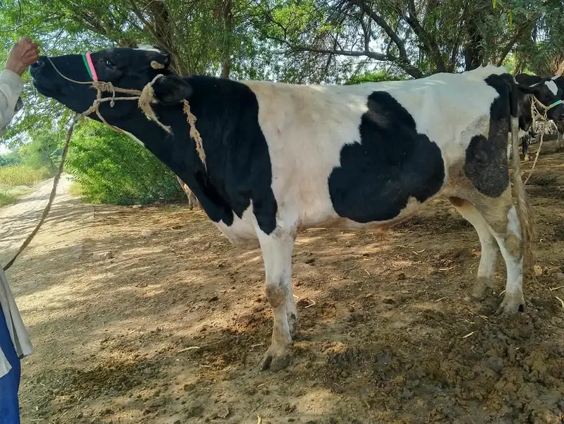 bull for sale: Friesian cross breeder bull — photo 12