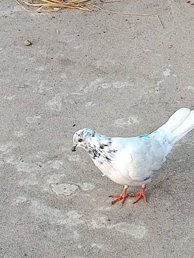 peigon