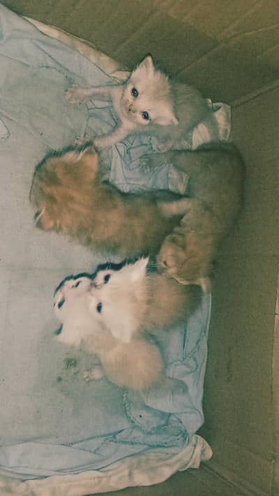 triple coated cat for sale