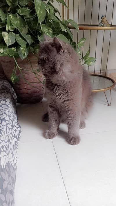 Persian male cat available Grey colour