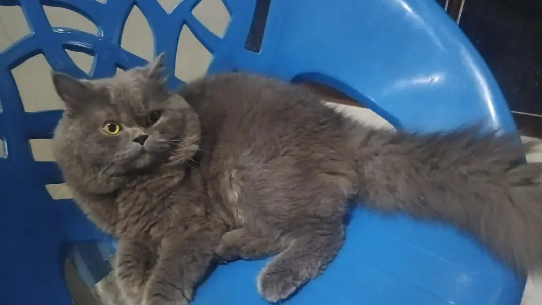Persian male cat available Grey colour — photo 3