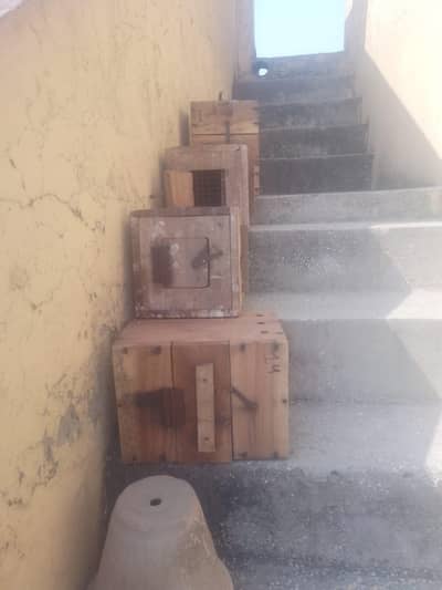 breding box