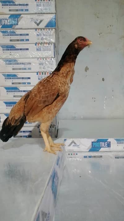Mianwali aseel madi healthy and active urgent sale