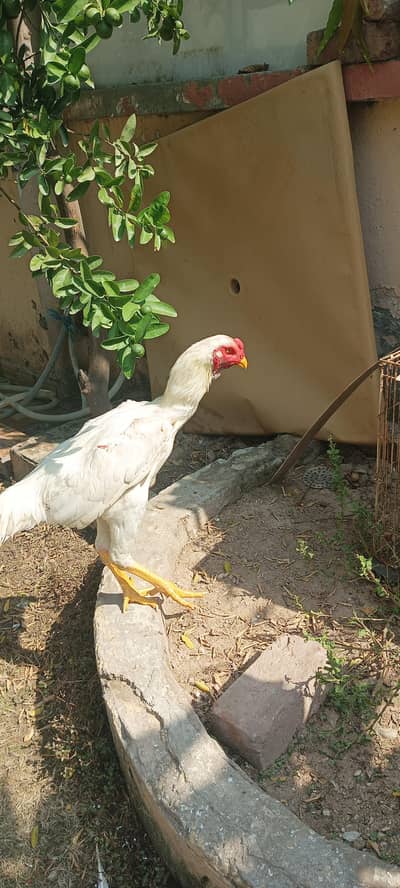 shamo pair for sell
