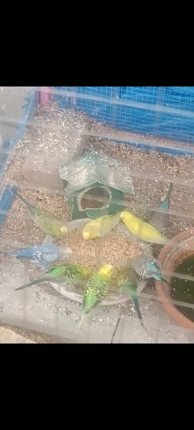Budgies for sale mix colour 18 Budgies ha mix ha female or male