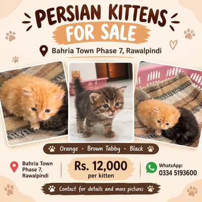 PERSIAN KITTENS FOR SALE