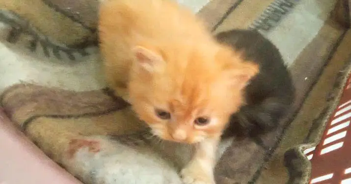 PERSIAN KITTENS FOR SALE — photo 2