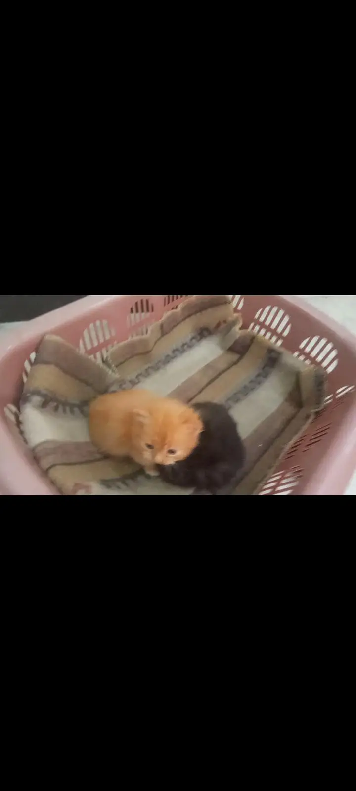 PERSIAN KITTENS FOR SALE — photo 3