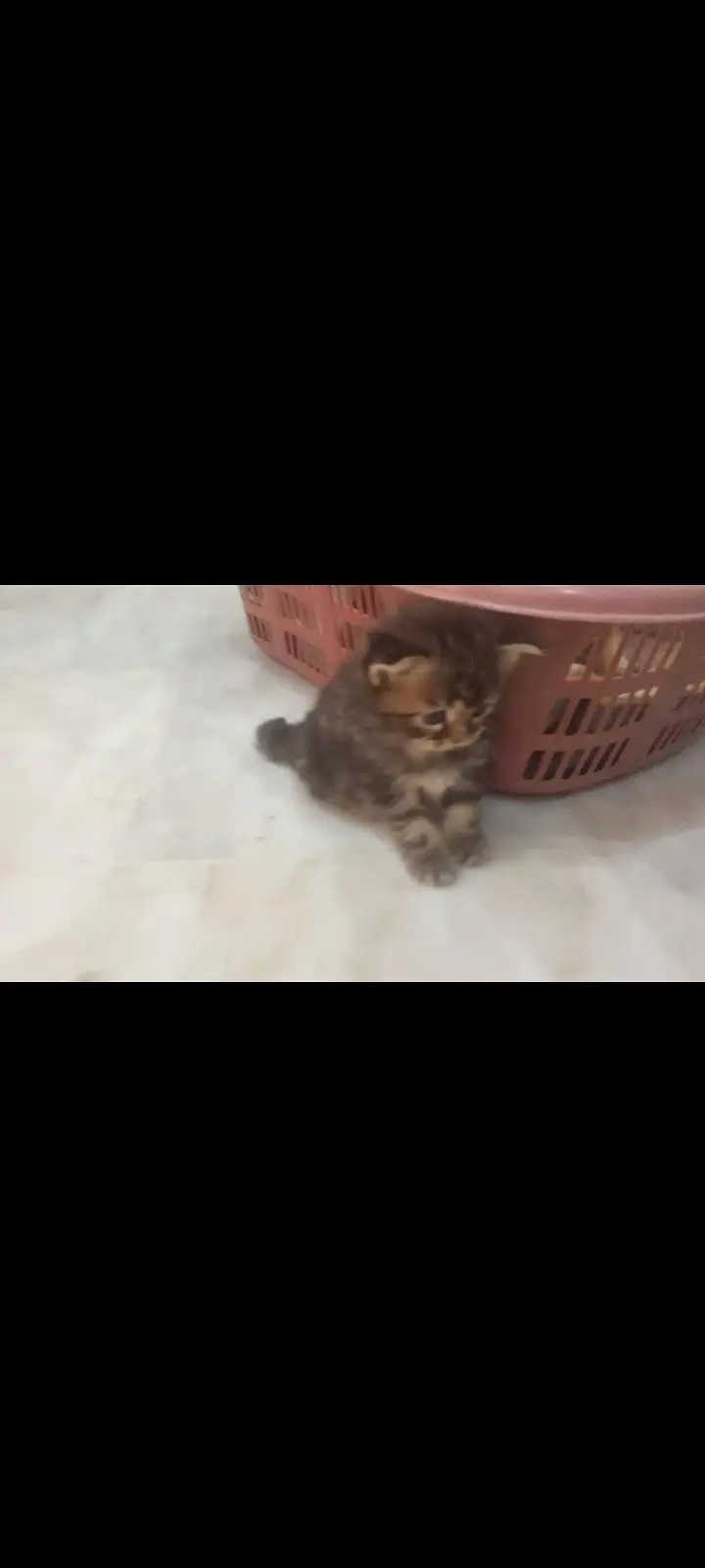 PERSIAN KITTENS FOR SALE — photo 4