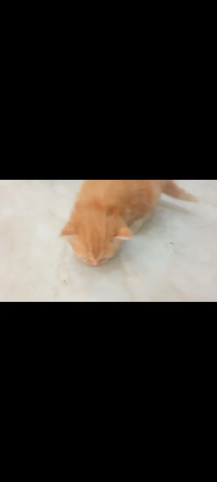 PERSIAN KITTENS FOR SALE — photo 5